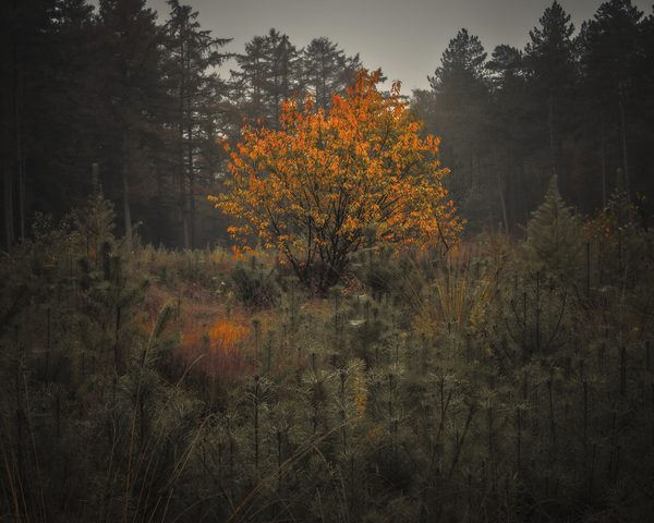Landschap 44