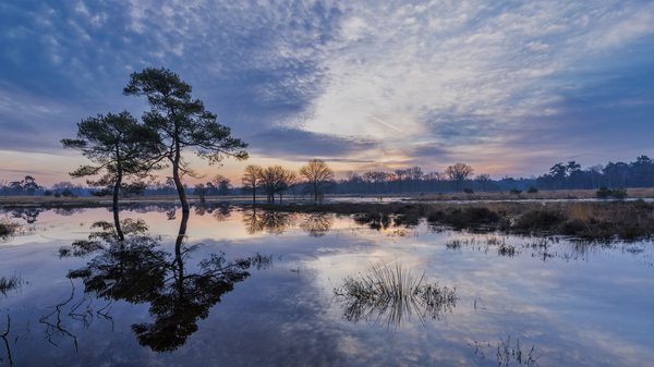 Landschap 51